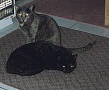 Picture of Bibs and Smokey